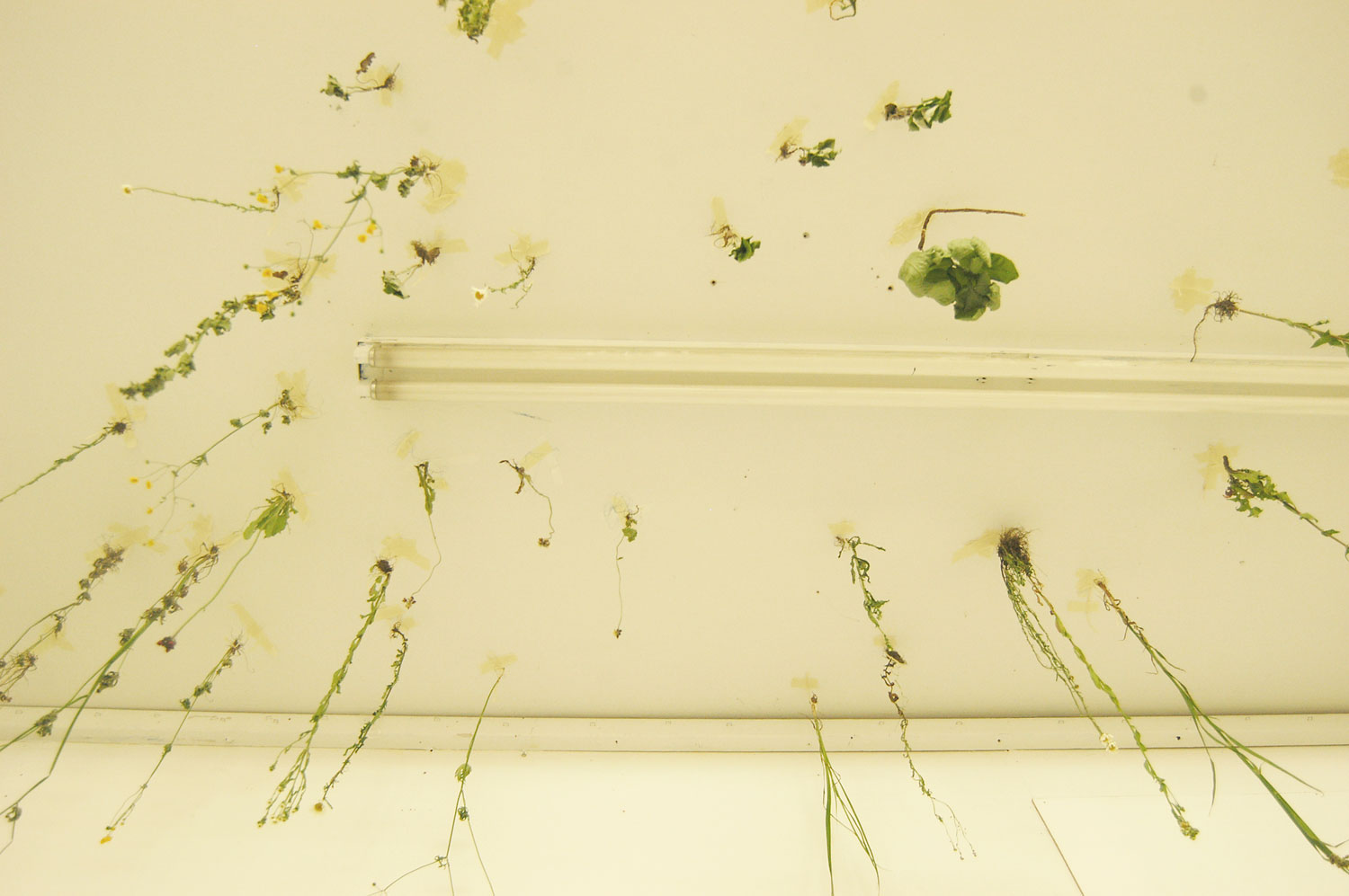 Square Cloud Factory